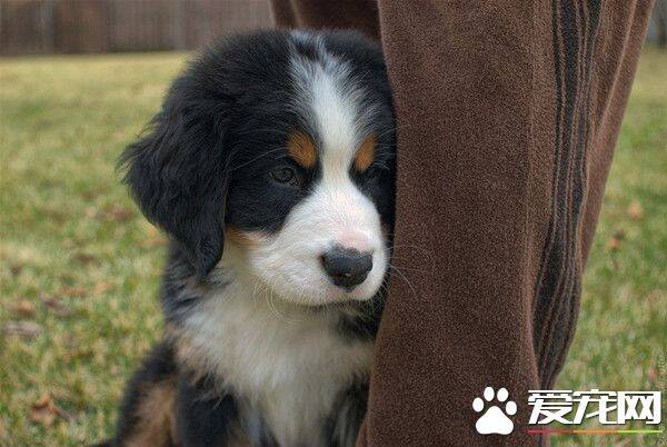 伯恩山犬多大 伯恩山犬身高在50到70厘米