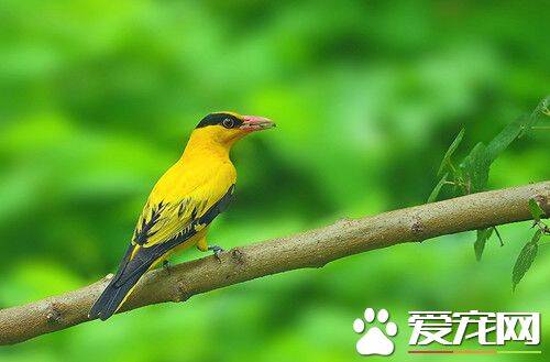 黑枕黄鹂的饲养方法 难适应人工饲料需先填食