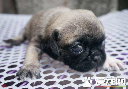 巴哥犬一天吃多少钱 2个月巴哥犬一天吃多少