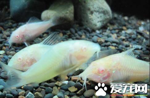 白鼠鱼怎么喂食 在饵料选择上尽量多样化