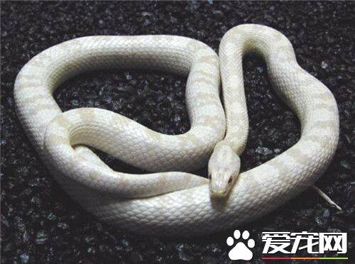 玉米蛇吃什么 玉米蛇以小型哺乳类为主食