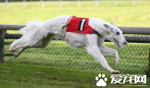 苏俄猎狼犬厉害吗 是猎食其它猎物的犬类