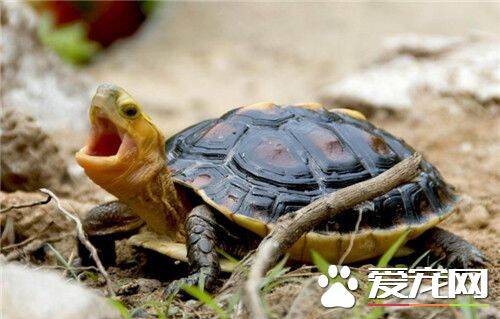 黄缘龟怎么养 黄缘龟饲养需要注意的事项