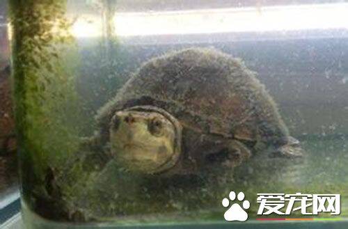 麝香龟如何分公母 麝香龟公龟的尾巴很长