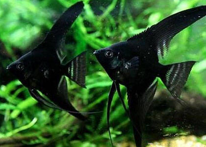 黑神仙鱼怎么养 水要求清澈透明