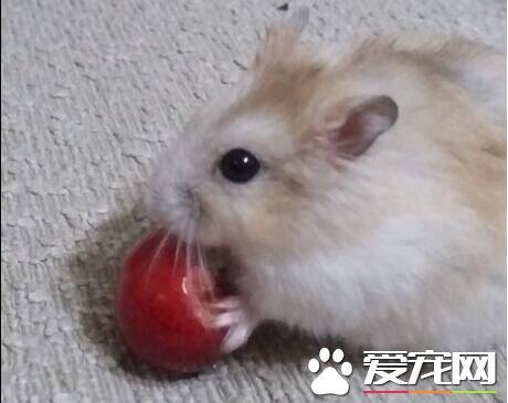 仓鼠可以吃樱桃吗 樱桃可以吃但不要给太多