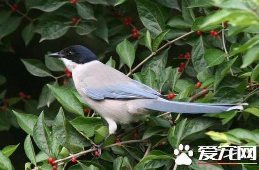 灰喜鹊吃什么 主要还是以动物性食物为主