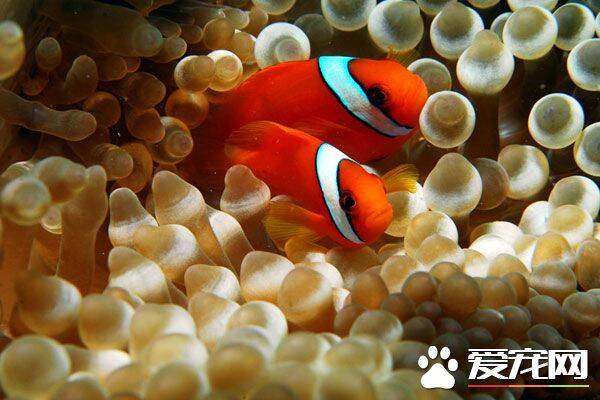 小丑鱼繁殖 小丑鱼繁殖的第一步就是产卵