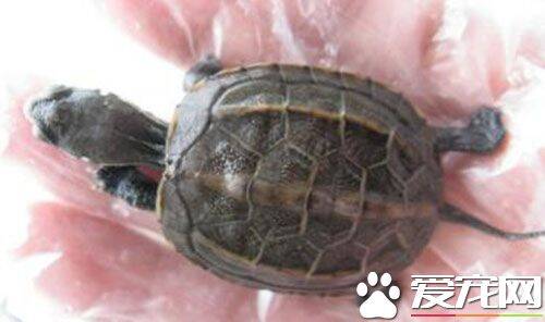 中华草龟能长多重 完全成熟体公龟250克左右