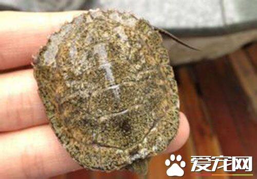 日本石龟冬眠 日本石龟冬眠可以采用两种方式