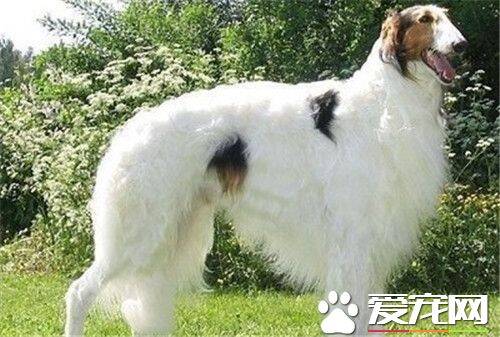 苏俄猎狼犬寿命 苏俄猎狼犬的寿命是10到12年