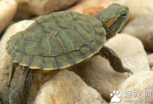 养巴西龟放多少水 水深不应超过龟体长度