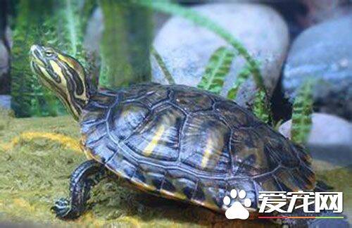 巴西红耳龟怎么养 巴西红耳龟饲养注意事项