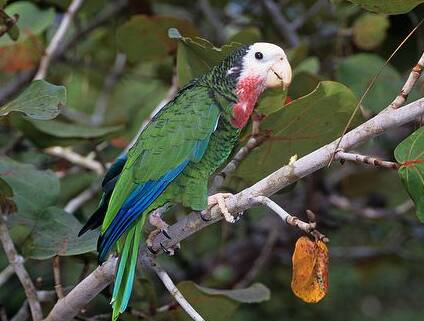 古巴亚马逊鹦鹉怎么养 该鸟较难饲养