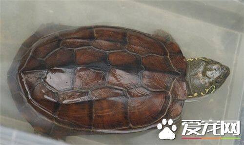 怎么判断乌龟的年龄 观察盾片上的同心环纹
