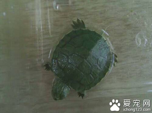 宠物龟的种类  宠物龟一共有两百多种