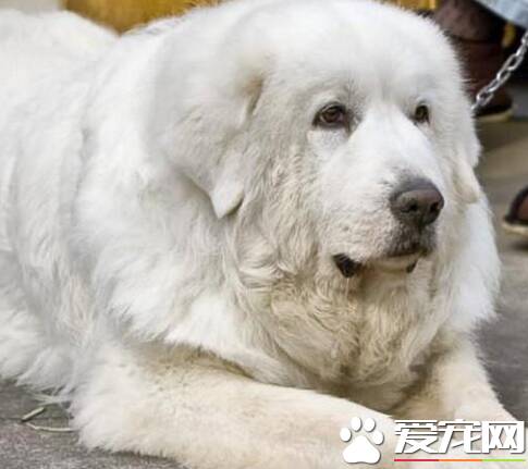 大白熊犬容易养吗 4个月之前最好只吃狗粮