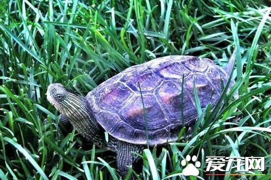 中华花龟能吃吗 一般都是当宠物龟饲养
