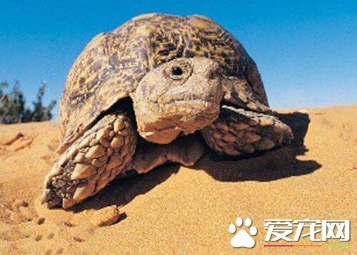 豹纹陆龟饲养环境 箱子尽量选用大的
