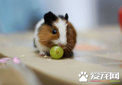 小仓鼠喜欢吃什么食物 详解仓鼠爱的健康食物