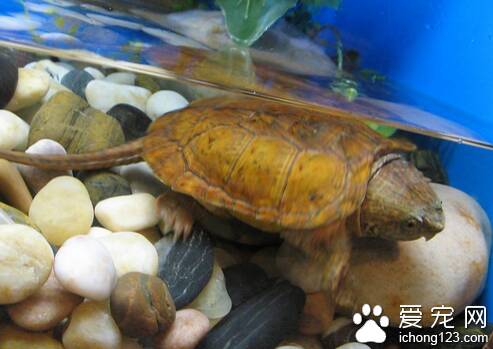平胸龟怎么养 饲养是要多注意保持卫生