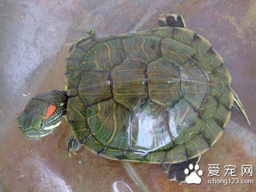稚龟怎么养 乌龟的培育需要注意的主要事项