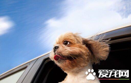 坐车可以带宠物狗吗 不同交通工具规定不同