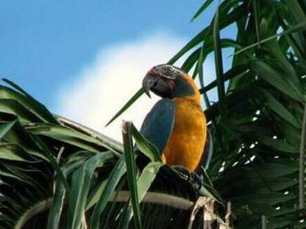 蓝喉金刚鹦鹉吃什么 供它们多样化的食物