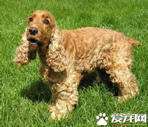 英国可卡犬有多大  公犬高40.6到43厘米