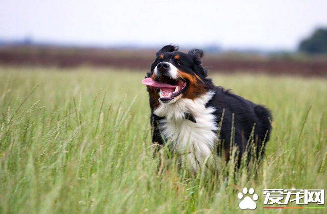 伯恩山犬掉毛吗 伯恩山犬掉毛处理方法