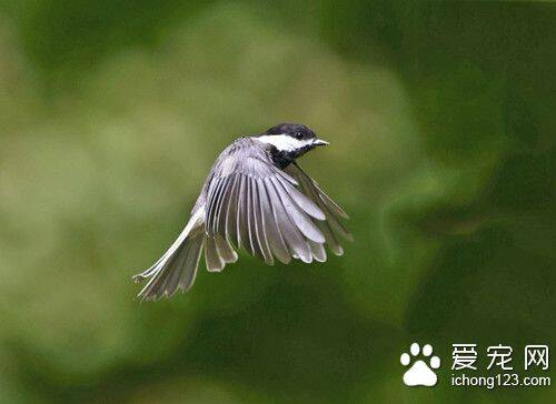 鸟的名字大全 鸟是怎么取名才比较好的