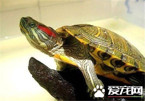 红耳龟能养多大 红耳龟全长约15到25厘米