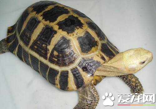 缅甸陆龟可以长多大 最长可达40厘米左右