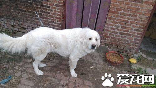 大白熊犬起什么名字 可以起个简单上口的名字