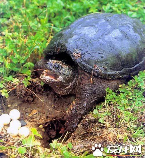 鳄龟生长速度 长得好的话一月能张1厘米
