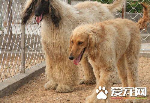 阿富汗猎犬能长多大 一般可以达到64到74厘米