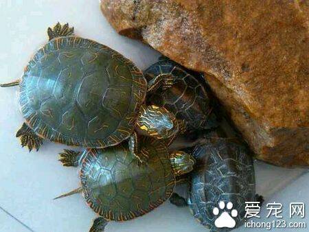 怎样帮助乌龟冬眠 乌龟是一种外温动物