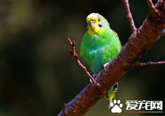 虎皮鹦鹉的饲养方法 宠物鹦鹉饲养八大要点