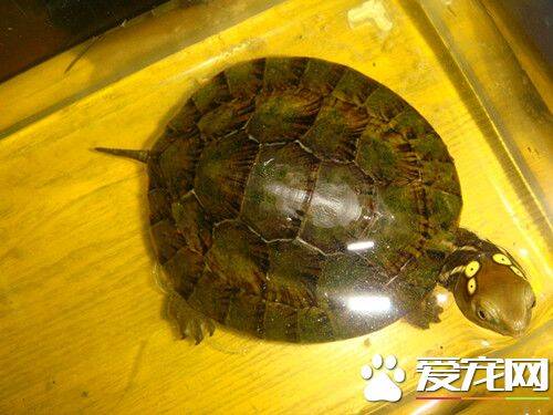 四眼斑龟的家庭饲养 平时最喜食动物性饵料