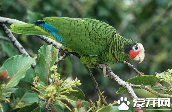 古巴亚马逊鹦鹉的饲养 饲养时需要注意的事项