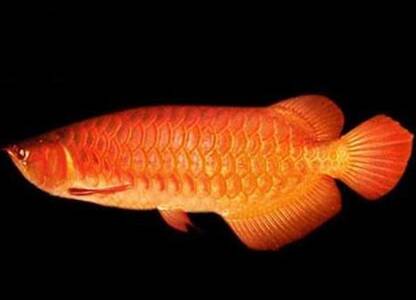 橙红龙鱼怎么养 该鱼比较容易受惊