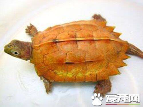 枫叶龟怎么样 枫叶龟喜欢吃鲜活的各种小虫子