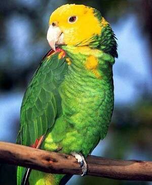 亚马逊鹦鹉的饲养 提供天然和新鲜的食物
