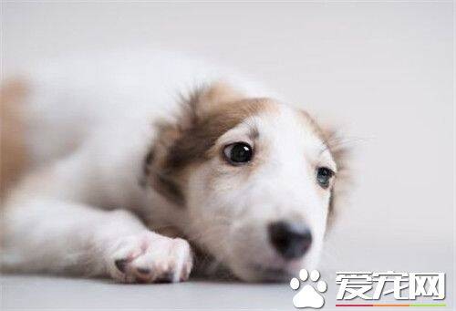 苏俄猎狼犬会咬孩子吗 对于孩子不是很有耐心