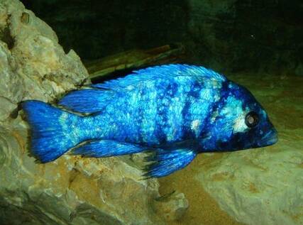 蓝宝石鱼能长多长 该鱼体长12~15厘米