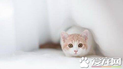 怎么制止猫发情 主人应对母猫发情措施