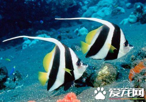 漂亮好养的热带鱼 热带鱼怎么养才能成活