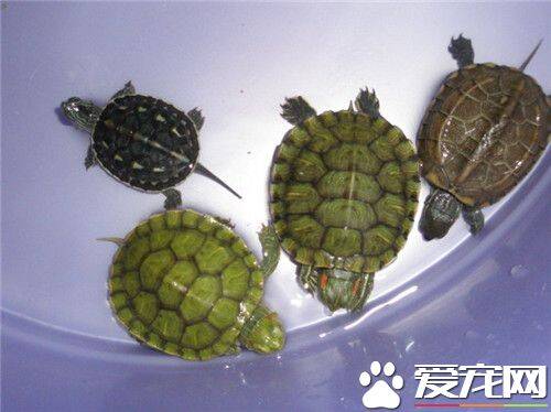 家养乌龟怎样过冬 几种常见的乌龟冬眠方式
