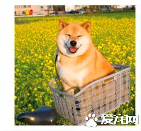 柴犬智商排名多少 柴犬智商排名在79名以外