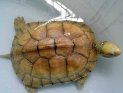 黄喉拟水龟如何冬眠 可以在水里冬眠